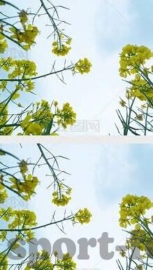 足球直播比分直播-足球直播与比分直播，绿茵场上的实时脉动与激情传递
